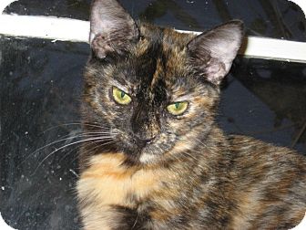 Domestic Shorthair Kitten for Sale in Mesa, Arizona - Lily Domestic Shorthair Kitten for Sale in Mesa, Arizona - Lily