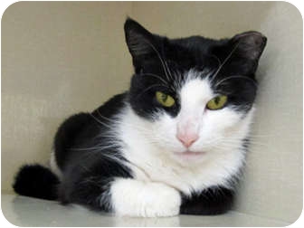 Domestic Shorthair Cat for Sale in Riverhead, New York - Boots Domestic Shorthair Cat for Sale in Riverhead, New York - Boots