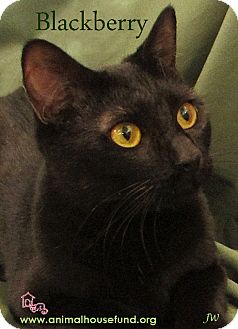 Domestic Shorthair Cat for Sale in St Louis, Missouri - Blackberry Domestic Shorthair Cat for Sale in St Louis, Missouri - Blackberry