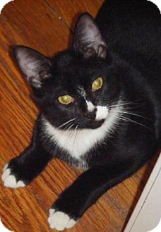 Domestic Shorthair Kitten for Sale in Kensington, Maryland - Skippy Domestic Shorthair Kitten for Sale in Kensington, Maryland - Skippy
