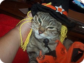Domestic Shorthair Cat for Sale in Glen cove, New York - MOMMIES GIRL Domestic Shorthair Cat for Sale in Glen cove, New York - MOMMIES GIRL