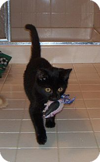 Domestic Shorthair Kitten for Sale in Pittstown, New Jersey - Cubby Domestic Shorthair Kitten for Sale in Pittstown, New Jersey - Cubby