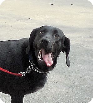 Basset Hound/Labrador Retriever Mix Dog for Sale in Ormond Beach, Florida - Betsy Basset Hound/Labrador Retriever Mix Dog for Sale in Ormond Beach, Florida - Betsy