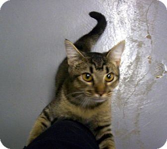 Abyssinian Cat for Sale in Arlington, Texas - Kaleb Abyssinian Cat for Sale in Arlington, Texas - Kaleb