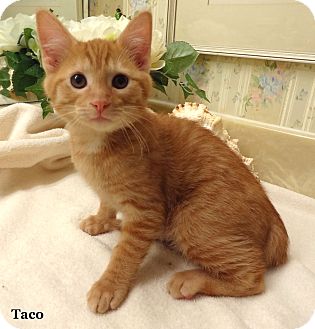 Domestic Shorthair Kitten for Sale in Bentonville, Arkansas - Taco Domestic Shorthair Kitten for Sale in Bentonville, Arkansas - Taco