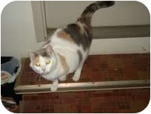 Calico Cat for Sale in Warren, Ohio - Kiki Calico Cat for Sale in Warren, Ohio - Kiki