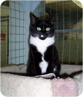 Domestic Shorthair Cat for Sale in Mission, British Columbia - Noodles Domestic Shorthair Cat for Sale in Mission, British Columbia - Noodles