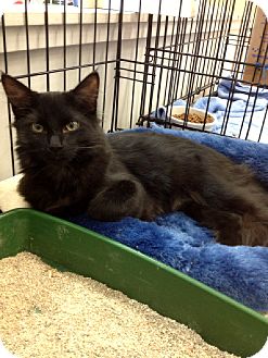 Domestic Longhair Kitten for Sale in Mesa, Arizona - Dragon Domestic Longhair Kitten for Sale in Mesa, Arizona - Dragon