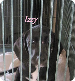 Basset Hound/Boxer Mix Puppy for Sale in Linden, Tennessee - Izzy Basset Hound/Boxer Mix Puppy for Sale in Linden, Tennessee - Izzy