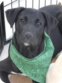 Labrador Retriever/Boxer Mix Puppy for Sale in Huntsville, Alabama - Zoe Labrador Retriever/Boxer Mix Puppy for Sale in Huntsville, Alabama - Zoe