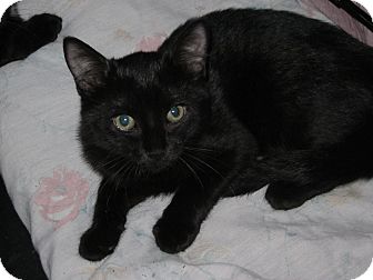 Domestic Shorthair Kitten for Sale in Speonk, New York - Christie Domestic Shorthair Kitten for Sale in Speonk, New York - Christie