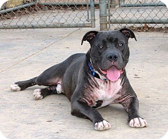 American Pit Bull Terrier/Bullmastiff Mix Dog for Sale in Snellville, Georgia - Caesar American Pit Bull Terrier/Bullmastiff Mix Dog for Sale in Snellville, Georgia - Caesar