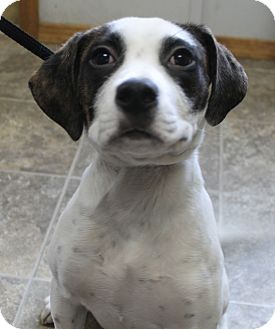 Hound (Unknown Type)/Boxer Mix Puppy for Sale in Glastonbury, Connecticut - Nina Hound (Unknown Type)/Boxer Mix Puppy for Sale in Glastonbury, Connecticut - Nina