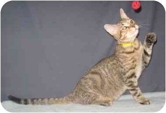 Domestic Shorthair Kitten for Sale in Powell, Ohio - Tanika Domestic Shorthair Kitten for Sale in Powell, Ohio - Tanika