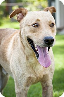 Labrador Retriever/Shepherd (Unknown Type) Mix Dog for Sale in Porter, Texas - Prince Labrador Retriever/Shepherd (Unknown Type) Mix Dog for Sale in Porter, Texas - Prince