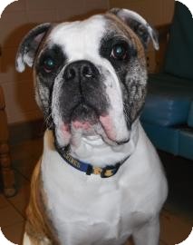 English Bulldog Mix Dog for Sale in Jackson, Michigan - Chum Lee English Bulldog Mix Dog for Sale in Jackson, Michigan - Chum Lee