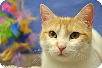 Domestic Shorthair Cat for Sale in Foothill Ranch, California - Lexi Domestic Shorthair Cat for Sale in Foothill Ranch, California - Lexi