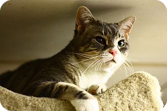 Domestic Shorthair Cat for Sale in Lombard, Illinois - Ranier Domestic Shorthair Cat for Sale in Lombard, Illinois - Ranier