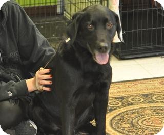 Labrador Retriever Mix Dog for Sale in New cumberland, West Virginia - Pappy Labrador Retriever Mix Dog for Sale in New cumberland, West Virginia - Pappy