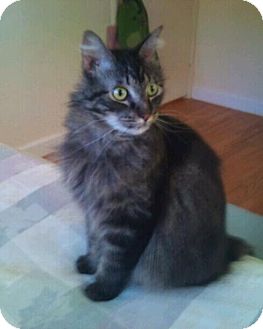 Maine Coon Cat for Sale in Modesto, California - Claude Maine Coon Cat for Sale in Modesto, California - Claude