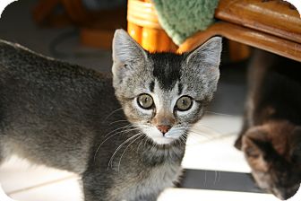 Abyssinian Kitten for Sale in Arlington, Virginia - Abby & Ambrose Abyssinian Kitten for Sale in Arlington, Virginia - Abby & Ambrose
