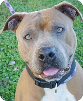 American Pit Bull Terrier Mix Dog for Sale in Red Bluff, California - Huxley-URGENT American Pit Bull Terrier Mix Dog for Sale in Red Bluff, California - Huxley-URGENT