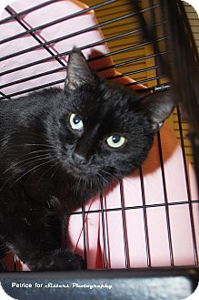 Domestic Shorthair Cat for Sale in Lincoln, Nebraska - Yani Domestic Shorthair Cat for Sale in Lincoln, Nebraska - Yani