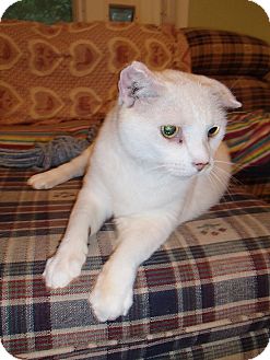 American Shorthair Cat for Sale in Bedford, Virginia - Oscar American Shorthair Cat for Sale in Bedford, Virginia - Oscar