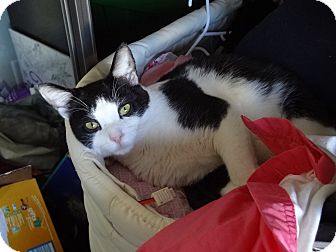 Domestic Shorthair Cat for Sale in Simi Valley, California - T.J. Domestic Shorthair Cat for Sale in Simi Valley, California - T.J.