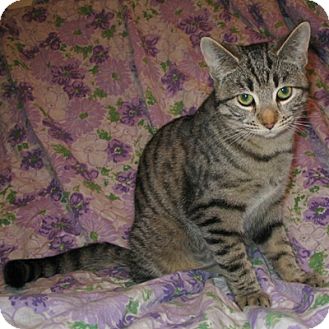 Domestic Shorthair Kitten for Sale in Mississauga, Ontario, Ontario - Rhyann Domestic Shorthair Kitten for Sale in Mississauga, Ontario, Ontario - Rhyann