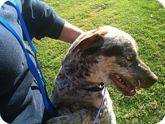 Catahoula Leopard Dog Mix Dog for Sale in NA, Oklahoma - Payton Catahoula Leopard Dog Mix Dog for Sale in NA, Oklahoma - Payton