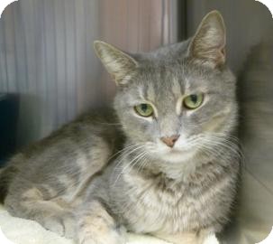 Domestic Shorthair Cat for Sale in Gainesville, Florida - Toshi Domestic Shorthair Cat for Sale in Gainesville, Florida - Toshi