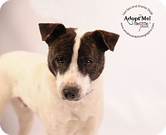 Terrier (Unknown Type, Medium)/Terrier (Unknown Type, Medium) Mix Dog for Sale in Wytheville, Virginia - Hank the Prankster Terrier (Unknown Type, Medium)/Terrier (Unknown Type, Medium) Mix Dog for Sale in Wytheville, Virginia - Hank the Prankster