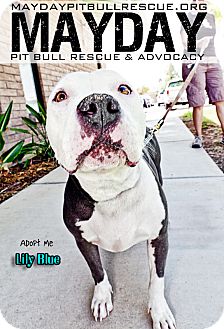 American Pit Bull Terrier Mix Dog for Sale in Phoenix, Arizona - Lily Blue American Pit Bull Terrier Mix Dog for Sale in Phoenix, Arizona - Lily Blue