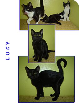 Domestic Shorthair Kitten for Sale in Bunnell, Florida - Lucy Domestic Shorthair Kitten for Sale in Bunnell, Florida - Lucy