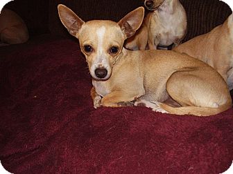 Chihuahua Mix Dog for Sale in Chandler, Arizona - Oscar Chihuahua Mix Dog for Sale in Chandler, Arizona - Oscar
