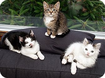 Domestic Shorthair Kitten for Sale in Salem, New Hampshire - Buck&Friends Domestic Shorthair Kitten for Sale in Salem, New Hampshire - Buck&Friends