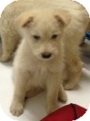 Labradoodle/German Shepherd Dog Mix Puppy for Sale in La Mirada, California - Sasha Labradoodle/German Shepherd Dog Mix Puppy for Sale in La Mirada, California - Sasha