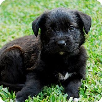 Bernese Mountain Dog/Rottweiler Mix Puppy for Sale in Torrance, California - OSCAR Bernese Mountain Dog/Rottweiler Mix Puppy for Sale in Torrance, California - OSCAR