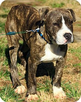 American Bulldog Mix Puppy for Sale in Hagerstown, Maryland - Aniston American Bulldog Mix Puppy for Sale in Hagerstown, Maryland - Aniston