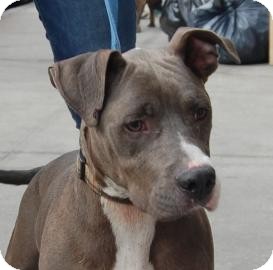 Terrier (Unknown Type, Medium)/American Pit Bull Terrier Mix Dog for Sale in Brooklyn, New York - Tommy Terrier (Unknown Type, Medium)/American Pit Bull Terrier Mix Dog for Sale in Brooklyn, New York - Tommy