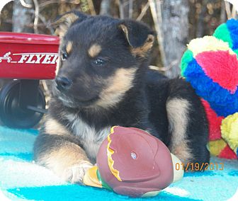 Husky/Shepherd (Unknown Type) Mix Puppy for Sale in Sussex, New Jersey - Orca Husky/Shepherd (Unknown Type) Mix Puppy for Sale in Sussex, New Jersey - Orca
