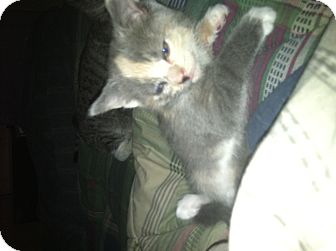 Domestic Shorthair Cat for Sale in Clay, New York - OLDER KITTEN'S Domestic Shorthair Cat for Sale in Clay, New York - OLDER KITTEN'S