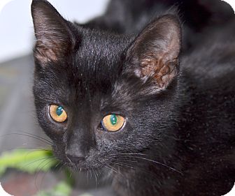 Domestic Shorthair Cat for Sale in Troy, Michigan - Gumdrop Domestic Shorthair Cat for Sale in Troy, Michigan - Gumdrop