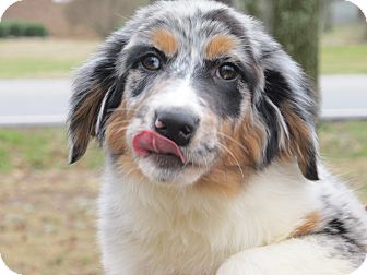 Australian Shepherd Mix Puppy for Sale in Spring Valley, New York - Kaitlyn Australian Shepherd Mix Puppy for Sale in Spring Valley, New York - Kaitlyn