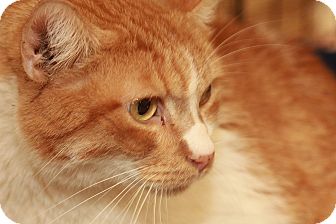 Domestic Shorthair Cat for Sale in La Canada Flintridge, California - Charlie Domestic Shorthair Cat for Sale in La Canada Flintridge, California - Charlie