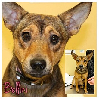 Dachshund/German Shepherd Dog Mix Puppy for Sale in Westland, Michigan - Bellini Dachshund/German Shepherd Dog Mix Puppy for Sale in Westland, Michigan - Bellini