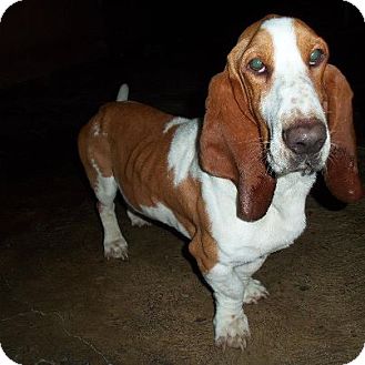 Basset Hound Mix Dog for Sale in San Diego, California - Arnold Basset Hound Mix Dog for Sale in San Diego, California - Arnold