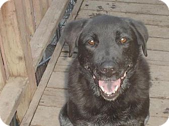 Labrador Retriever Dog for Sale in Atascadero, California - Luke Labrador Retriever Dog for Sale in Atascadero, California - Luke