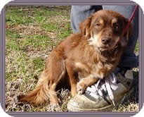 Dachshund/Spaniel (Unknown Type) Mix Dog for Sale in Allentown, Pennsylvania - Emma Lou Dachshund/Spaniel (Unknown Type) Mix Dog for Sale in Allentown, Pennsylvania - Emma Lou